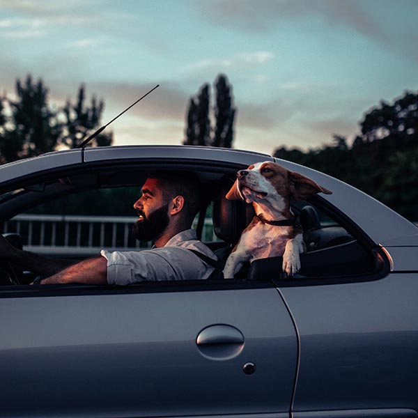 dog in car